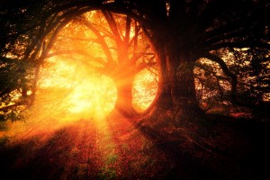 trees 2562083 1280
