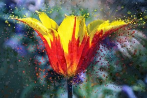 tulip 5060743 1280