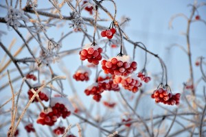 viburnum 3060769 1280