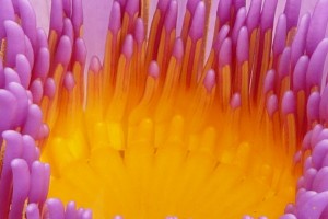 water lily g2807d5570 1280