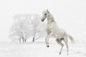 winter 1152630 1280