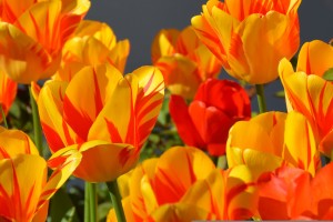 anncapictures tulips 1261142