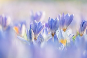 couleur crocuses 7837426