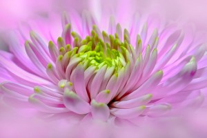 dahlia 999891 1280