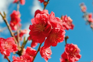neelam279 flower 6209247