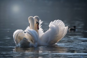 swan 4013225 1280